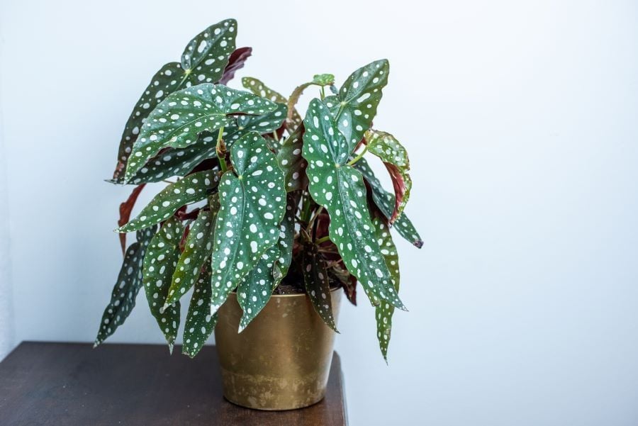 Tanaman Hias Polkadot Begonia. (Shutterstock)