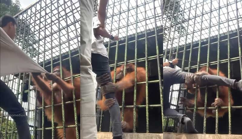 Tangkapan layar seekor orangutan tarik pengunjung yang diduga terjadi di kebun binatang Riau. [Ist]