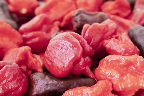 Ilustrasi carolina reaper. (Elements Envato)