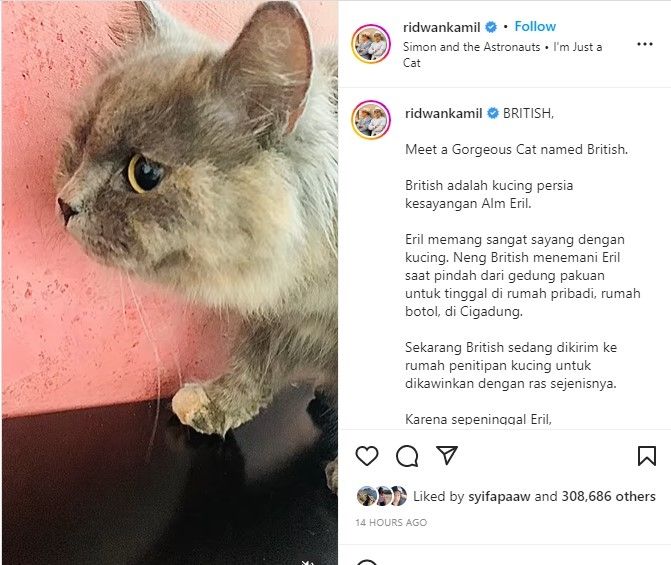 Ridwan Kamil Kisahkan Kucing Peliharaan Eril, Komentar Nabila Ishma Jadi Sorotan. (Dok: Instagram/ridwankamil)