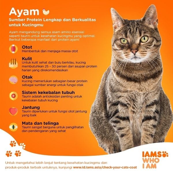 Ayam, sumber protein hewani yang sangat baik untuk kucing.