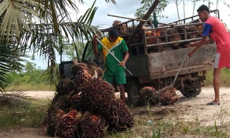 Warga di Siak membenahi kelapa sawit usai dipanen. [Suara.com/Alfat Handri]