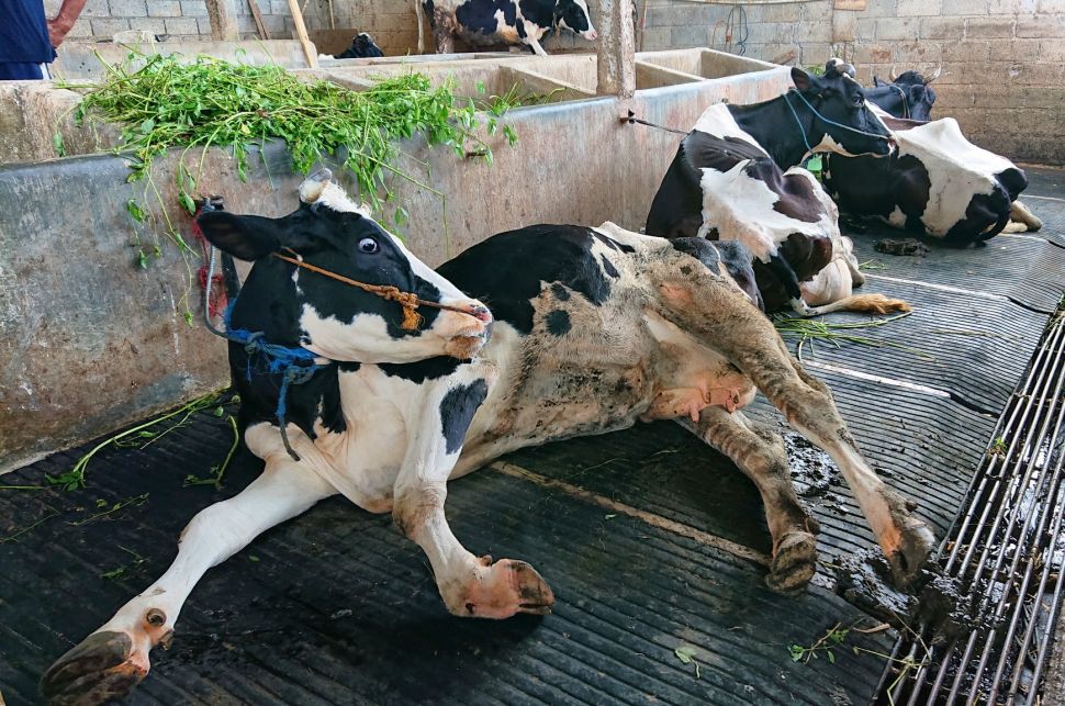 Kondisi sapi yang terjangkit PMK milik Sutikno, satu di antara peternak di Kandang Komunal Rejo Makmur Kecamatan Gunugpati, Kota Semarang, Jumat (24/06/22).[Suara.com/Aninda Putri]