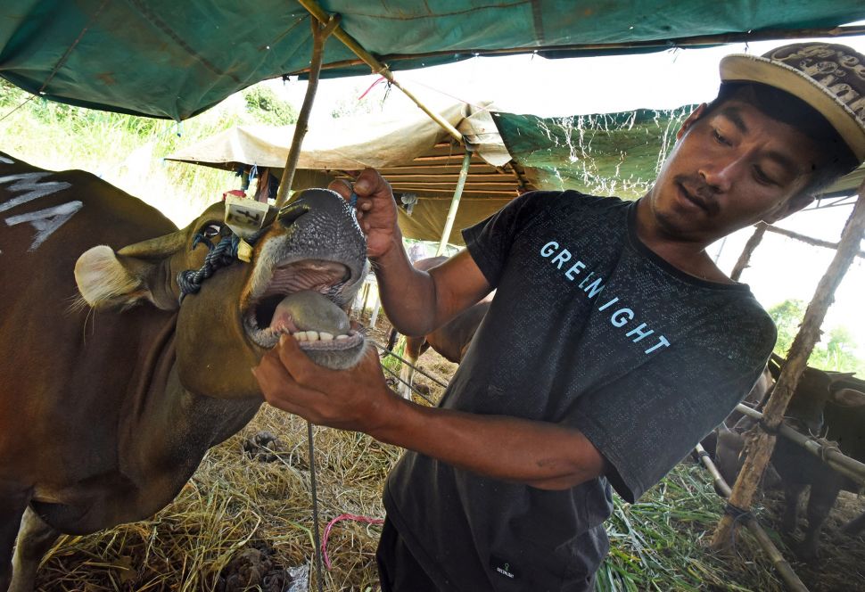 Pekerja memeriksa mulut hewan kurban di sentra penjualan hewan kurban di Boru, Kota Serang, Banten, Kamis (30/6/2022). ANTARA FOTO/Asep Fathulrahman