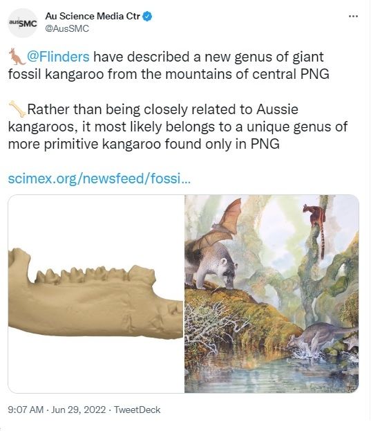 Fosil kanguru. [Twitter]