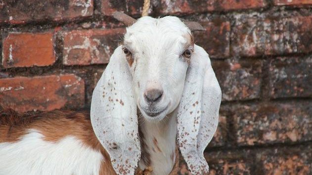 Ilustrasi hewan ternak, kambing, hewan kurban. (Pixabay/wiethase)