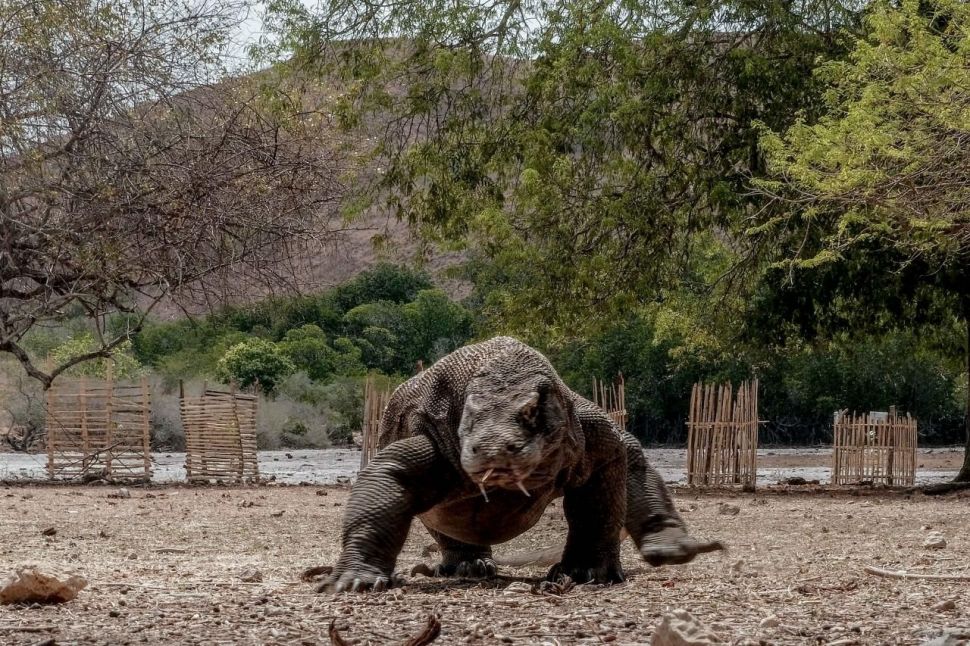 Taman Nasional Pulau Komodo. (Dok: Kemenparekraf)