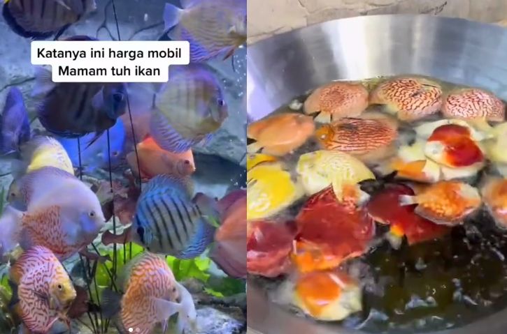 Istri goreng ikan hias suami. (Instagram/dunia_kaumhawa)