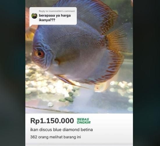 Istri goreng ikan mahal milik suami gegara kesal nggak jadi shopping. (TikTok/ @bunga_bungaa)