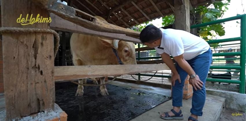 Momen Irfan Hakim Kurban Sapi Terbesar di Indonesia (YouTube/deHakims)