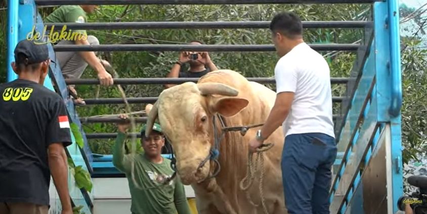 Momen Irfan Hakim Kurban Sapi Terbesar di Indonesia (YouTube/deHakims)