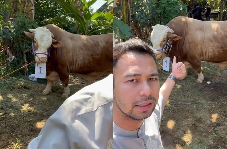 Potret Sapi Kurban Raffi Ahmad Seberat 1,3 Ton (Instagram/@raffinagita1717)