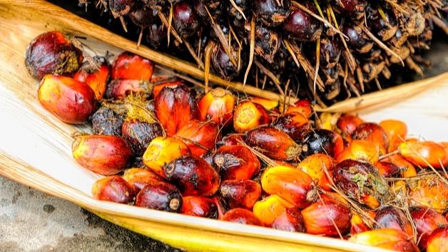 Red Palm Oil - apa itu minyak makan merah (pixabay)