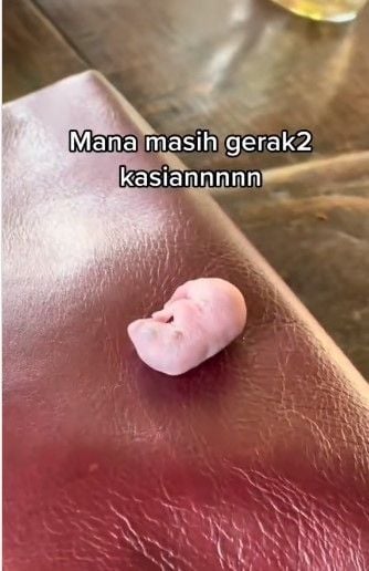 Lagi makan kejatuhan bayi tikus (Instagram/terangmedia)