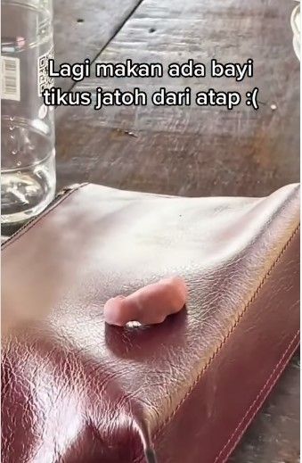 Lagi makan kejatuhan bayi tikus (Instagram/terangmedia)