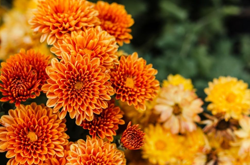 Chrysanthemum (Bunga Krisan). (Shutterstock)