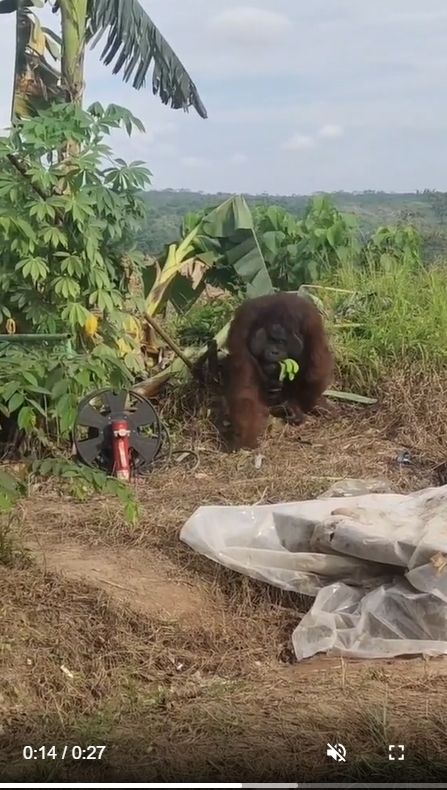 Sekelompok pekerja proyek di Kalimantan Timur dikagetkan oleh kemunculan Orang Utan. Peristiwa tersebut terekam video amatir yang lantas viral di media-media sosial. [Instagram]