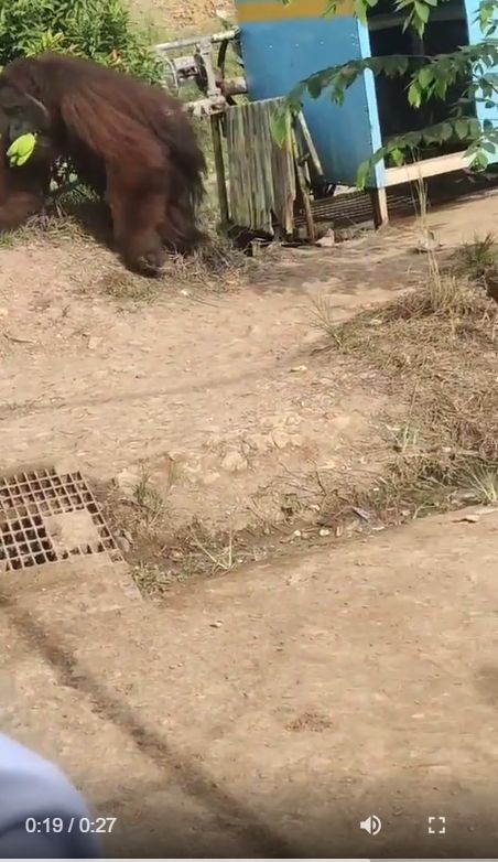 Sekelompok pekerja proyek di Kalimantan Timur dikagetkan oleh kemunculan Orang Utan. Peristiwa tersebut terekam video amatir yang lantas viral di media-media sosial. [Instagram]