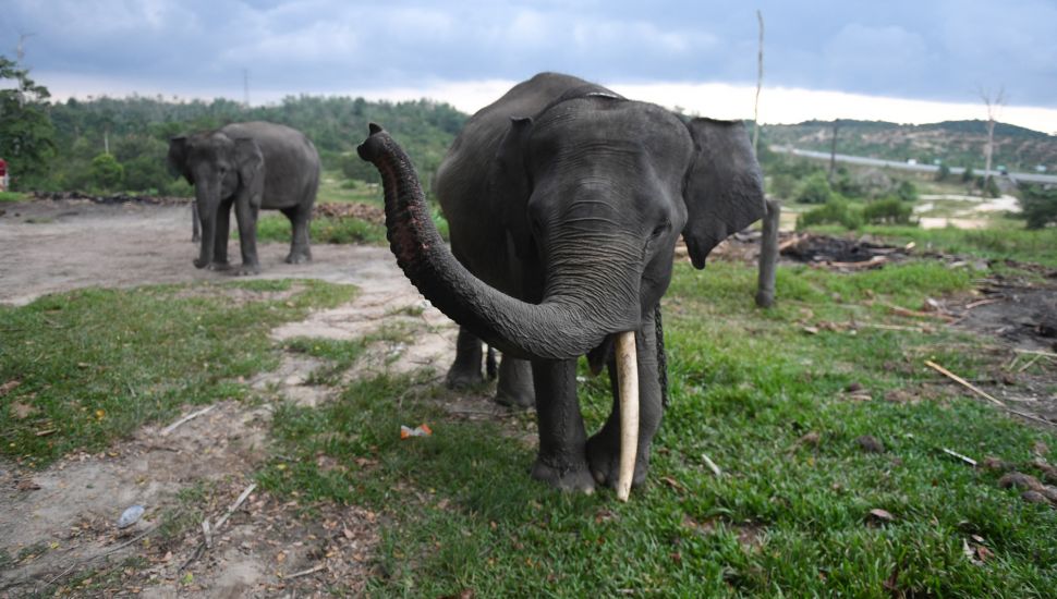 Duka di Balik Belalai, Tragedi Gajah Sumatra di Ujung Kepunahan