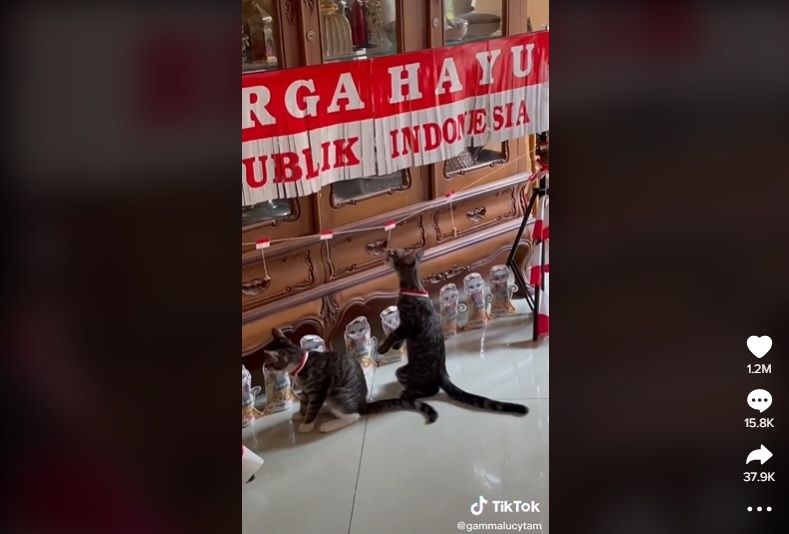 Kucing ikut lomba 17 Agustusan, aksinya bikin gemas. [TikTok]