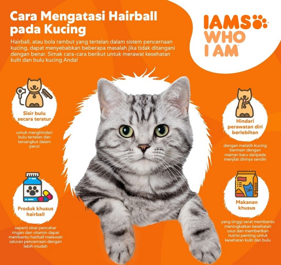 Cara mengatasi hairball pada kucing. (IAMS)