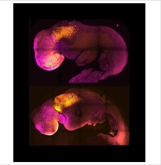 Peneliti mengembangkan embrio tikus (Jurnal Nature)