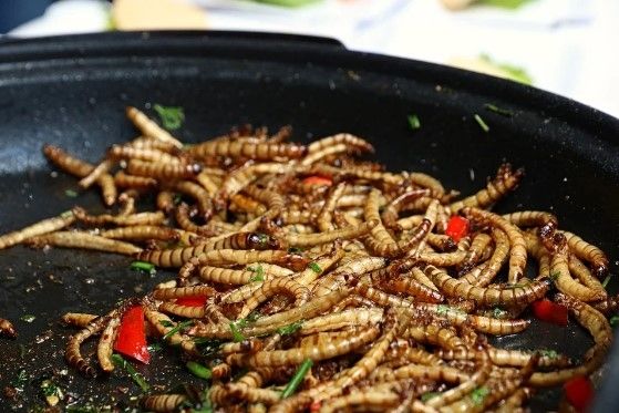 Mealworm (Pixabay)