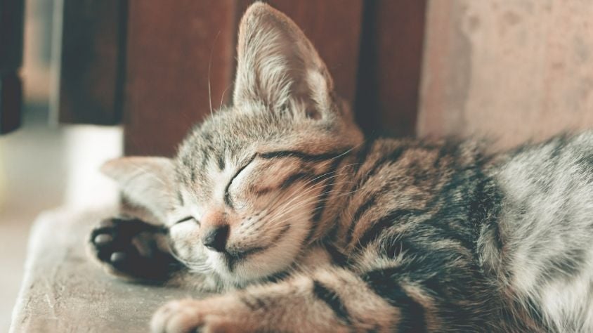 Ilustrasi kucing tidur (Pexels/Ihsan Adityawarman)