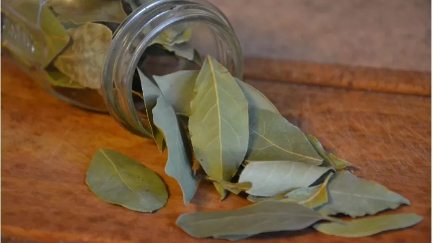 Daun salam dan aneka rempah aromatik tradisional Indonesia untuk memperkaya rasa masakan