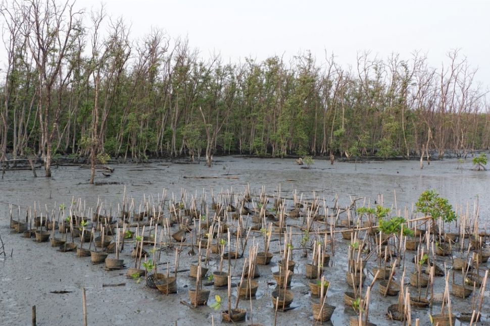Ilustrasi mangrove. (Dok: Elements Envanto)