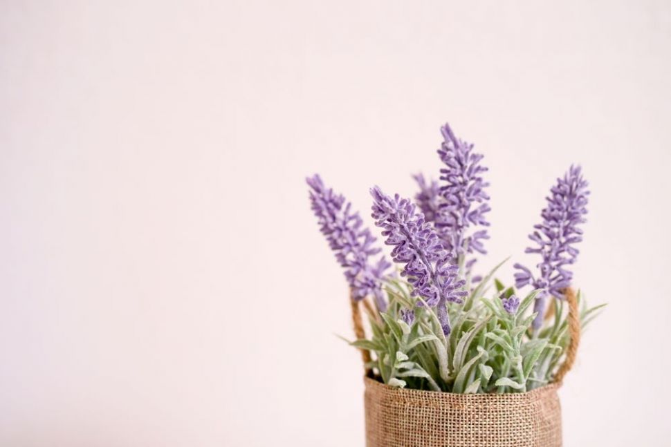 Lavender. (Shutterstock)