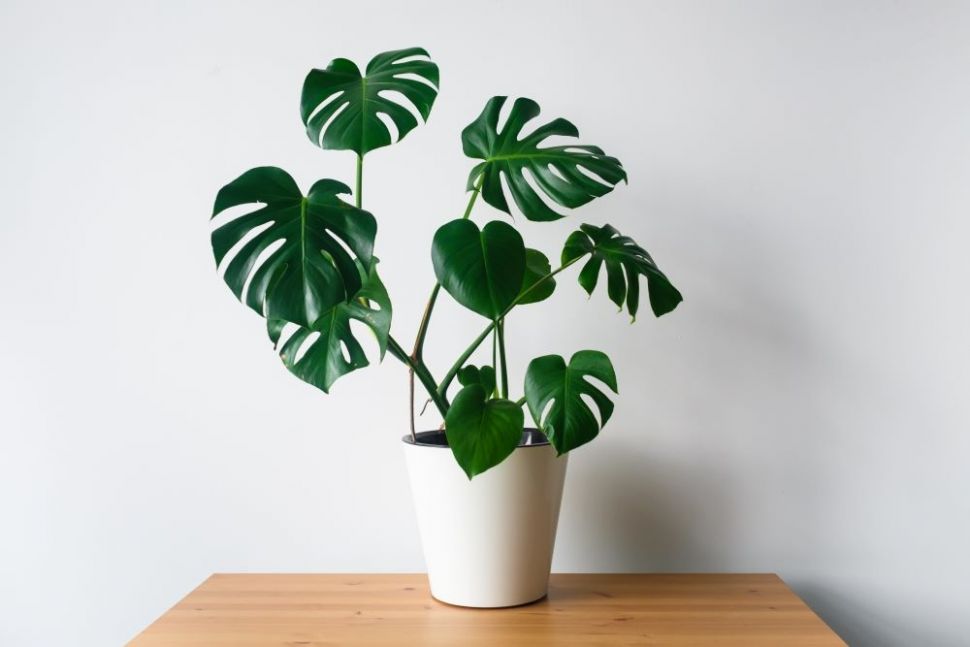 Monstera. (Shutterstock)