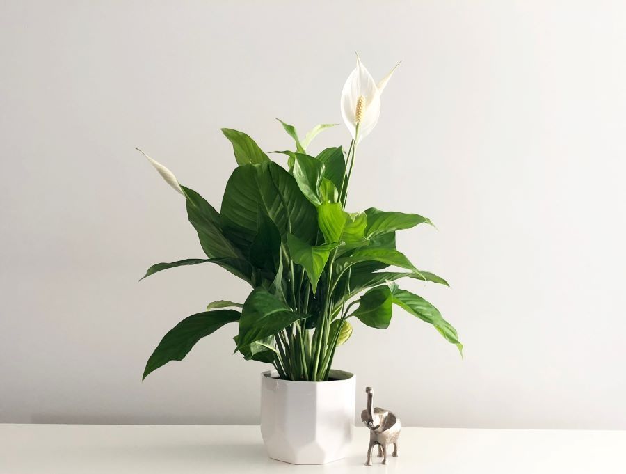 Peace Lily. (Shutterstock)