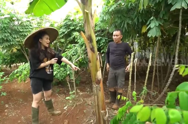 Momen Ayu Ting Ting dan Ayah Ojak berkebun (YouTube/TRANS7 OFFICIAL)