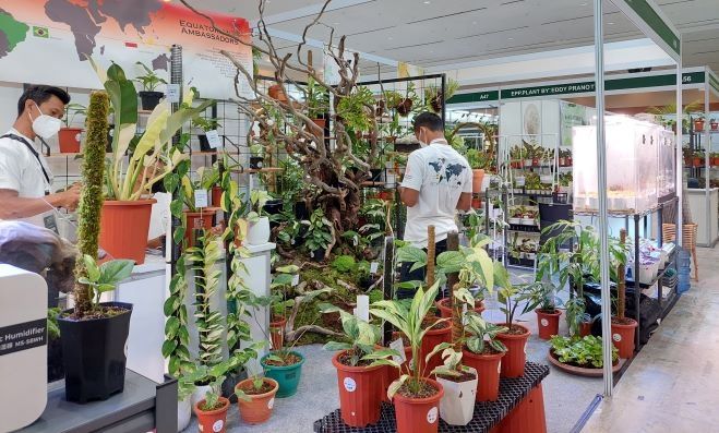 Tanaman hias di Pameran Floriculture Indonesia International (Floii) Convex 2022. (Lilis/Suara.com)