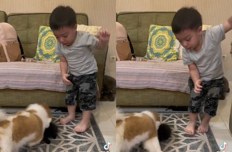 Momen Baby Air Rumi Anak Irish Bella Nangis Diganggu Anjing (TikTok/@mrs.irishbella)