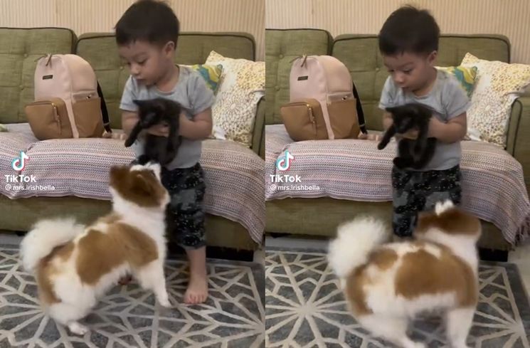 Momen Baby Air Rumi Anak Irish Bella Nangis Diganggu Anjing (TikTok/@mrs.irishbella)