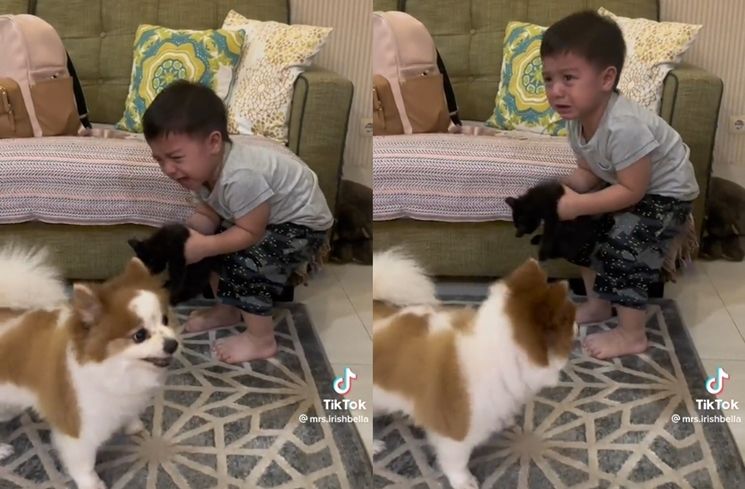 Momen Baby Air Rumi Anak Irish Bella Nangis Diganggu Anjing (TikTok/@mrs.irishbella)