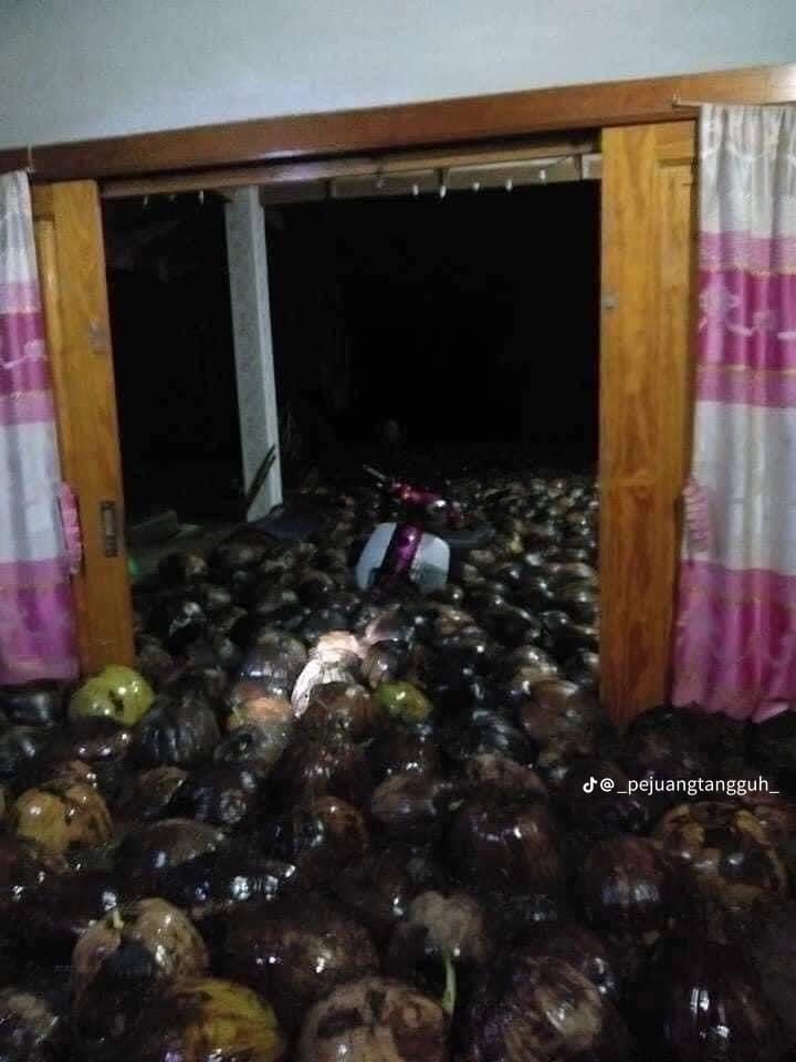 Rumah Keluarga Ini Mendadak Diserbu Buah Kelapa Gegara Kebanjiran, Warganet: Gak Tau Harus Sedih Atau Bahagia. (Dok: TikTok/_pejuangtangguh_)