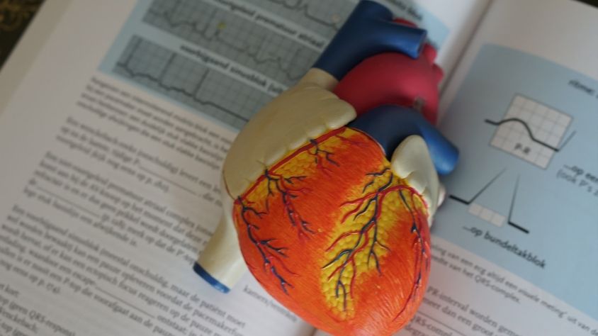 Illustration of the heart as a vital organ (Robina Weermeijer/Unsplash)