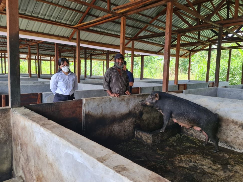 Peternakan babi yang dibangun oleh Kemensos untuk melengkapi Komplek Rumah Sehat di Doyo Baru, Distrik Waibu, Kabupaten Jayapura, Provinsi Papua. (Dok: Restu Fadilah/Suara.com)