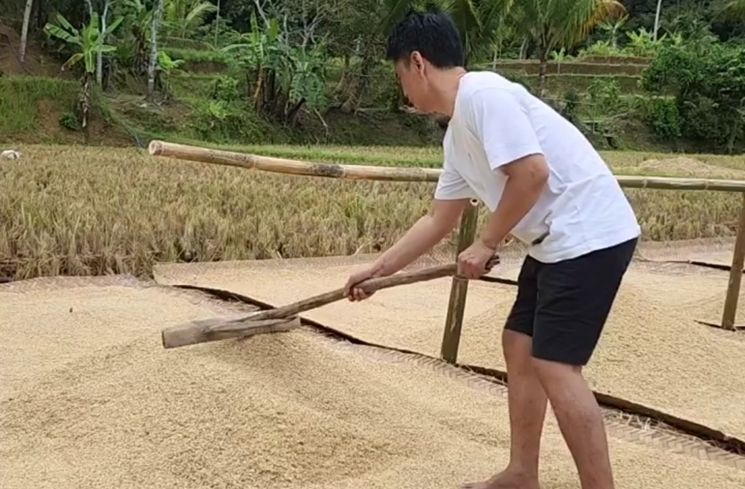 Potret Endang Mulyana Ayah Lesti Kejora Menjemur Padi (Instagram/@ayah_kejora)