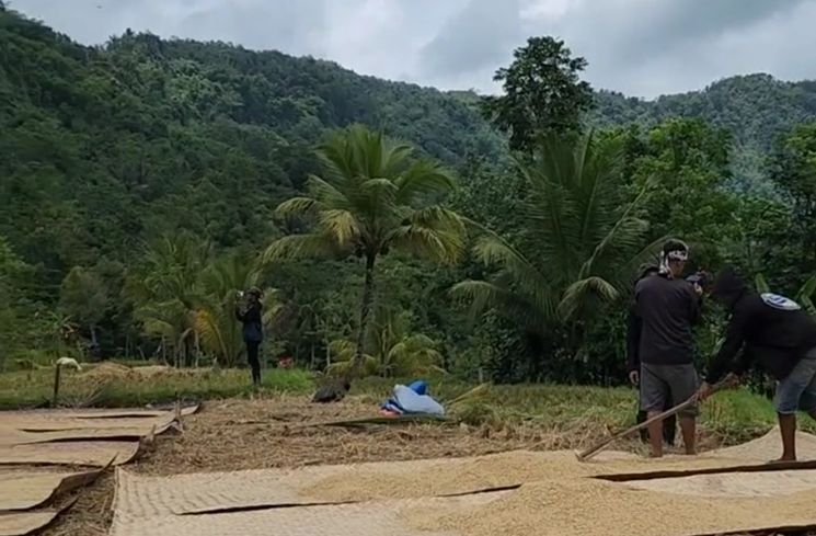 Potret Endang Mulyana Ayah Lesti Kejora Menjemur Padi (Instagram/@ayah_kejora)