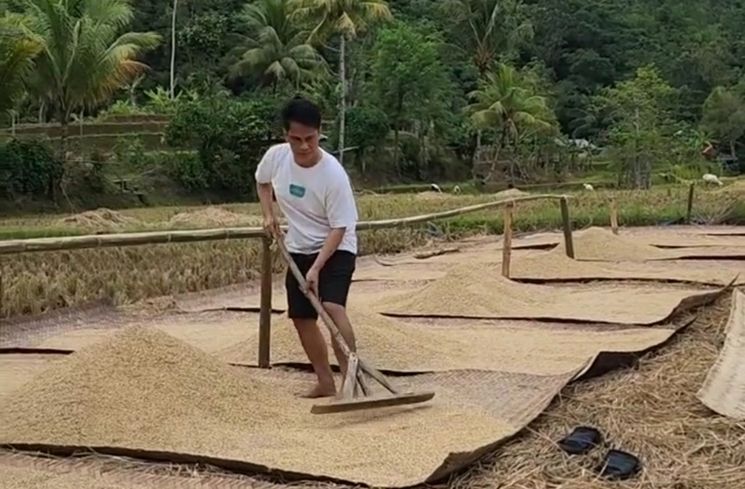 Potret Endang Mulyana Ayah Lesti Kejora Menjemur Padi (Instagram/@ayah_kejora)