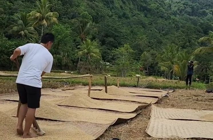 Potret Endang Mulyana Ayah Lesti Kejora Menjemur Padi (Instagram/@ayah_kejora)