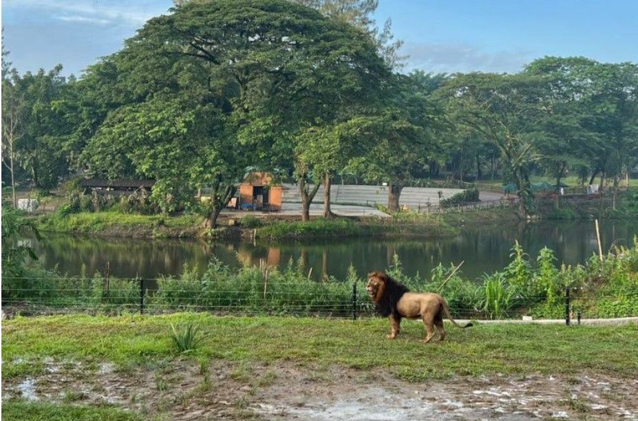 Singa yang sempat dilepasliarkan di dalam wahana di Solo Safari, Jumat (10/2/2023). [ANTARA/HO-Solo Safari]