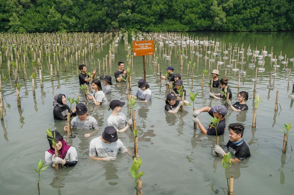 Penanaman Pohon Bakau Oleh Cathay Pasific (Dok. Istimewa)