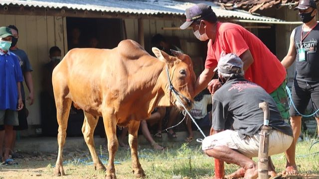 Ilustrasi sapi (Mufid Majnun dari Pixabay)