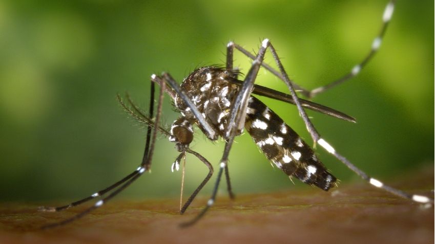 Ilustrasi nyamuk demam berdarah dengue (DBD) (Pexels/Pixabay)