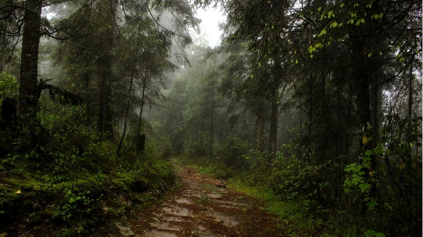 Ilustrasi Hutan Hujan (unsplash/german rodriguez)